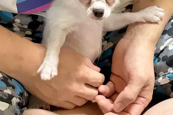 友人が『子犬を飼い始めた』結果→写真を見せてもらうと…おじいちゃん過ぎる『まさかの表情』が24万いいね「長老で草」「ヨレヨレ感がいいｗ」