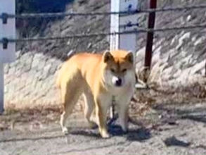 『池に鎖で繋がれ捨てられた犬』が保護され、処分対象に…涙腺崩壊する『新しい家族との物語』が196万再生「泣いた…」「たくさん甘えてね」