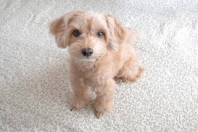 犬が『咬んでくる』時にしてはいけないNG行動3つ　落ち着かせる方法や改善策も解説