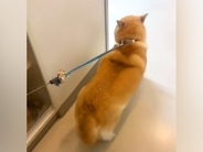 病院の先生LOVEな柴犬→診察室で先生を見つけた瞬間に…ずっと見ていたい『愛情表現』に191万再生の反響「耳がｗｗ」「診察し放題で草」