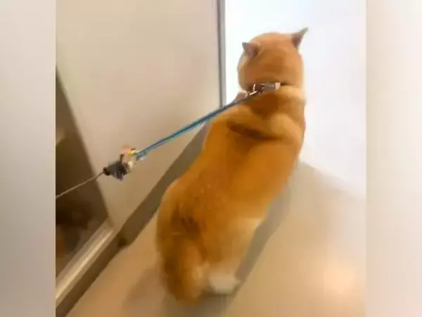 病院の先生LOVEな柴犬→診察室で先生を見つけた瞬間に…ずっと見ていたい『愛情表現』に191万再生の反響「耳がｗｗ」「診察し放題で草」