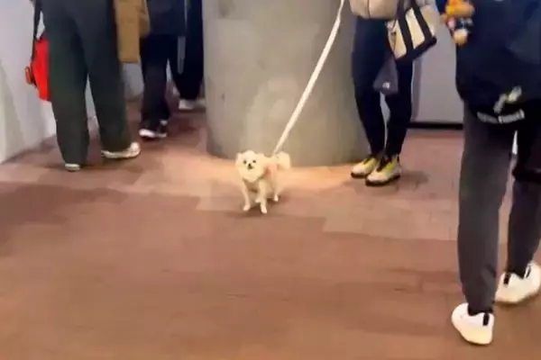 夕方、駅までお迎えに来てくれた犬→気付いた瞬間に…愛情たっぷりの『おかえりなさい』に反響「ニヤニヤしちゃう」「嬉しいが体からあふれてる」