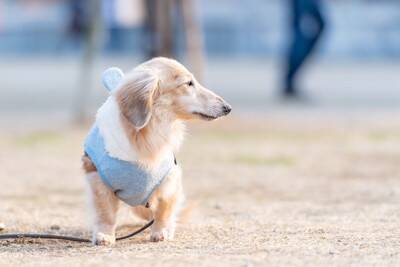 犬の『散歩コース』は毎日変えるべき？いつもと同じがいいの？愛犬を満足させるコツまで