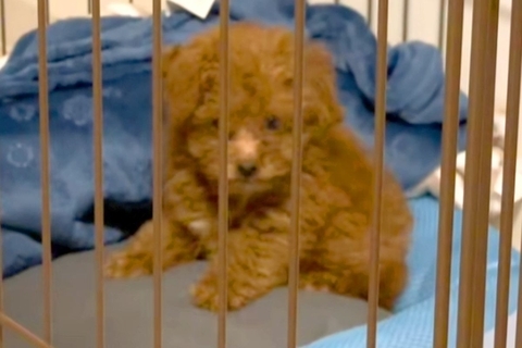 注射後、普段吠えない犬が激怒→心配になり病院へ連れて行ったら⋯『まさかの診断結果』に41万再生の反響「可愛すぎて笑った」「吹いたｗ」