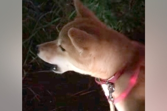 『遠吠え下手くそ選手権一位』夕方にチャイムを聞いた犬→予想と違いすぎる『鳴き声』が60万再生「笑い止まらんｗｗｗ」「もはや襲われてて草」