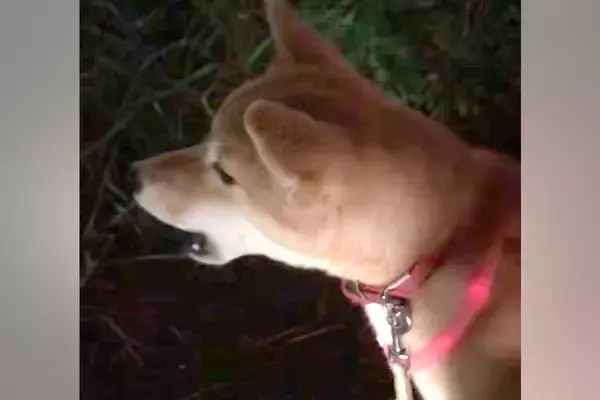 『遠吠え下手くそ選手権一位』夕方にチャイムを聞いた犬→予想と違いすぎる『鳴き声』が60万再生「笑い止まらんｗｗｗ」「もはや襲われてて草」