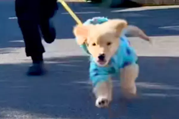 大型犬の子犬を飼い始めた結果→赤ちゃんも家族になり…3年間の『散歩風景の変化』が素敵すぎると反響「最高の成長記録」「めちゃくちゃ理想」