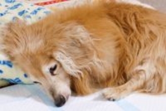 老犬の介護で『辛いと感じる瞬間』5つ　負担を少しでも減らす方法はあるの？