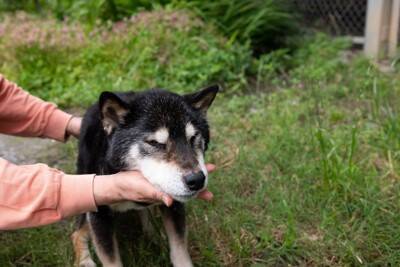 老犬の介護で『辛いと感じる瞬間』5つ　負担を少しでも減らす方法はあるの？