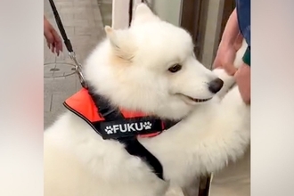 注射を怖がる大型犬→3人がかりで病院へ連れて行った結果、へっぴり腰になり…まさかの『歩き方』が48万再生「吹いたｗｗ」「愛おしすぎる」