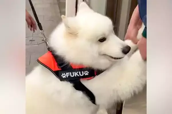 注射を怖がる大型犬→3人がかりで病院へ連れて行った結果、へっぴり腰になり…まさかの『歩き方』が48万再生「吹いたｗｗ」「愛おしすぎる」