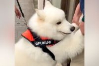 注射を怖がる大型犬→3人がかりで病院へ連れて行った結果、へっぴり腰になり…まさかの『歩き方』が48万再生「吹いたｗｗ」「愛おしすぎる」