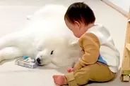 赤ちゃんが大型犬の近くで遊んでいたら、突然『睡魔』に襲われてしまい…尊すぎる『まさかの電池切れ』が52万再生「むり…可愛い」「愛おしい」