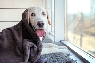 犬の『知能』を調べる方法3選　ワンコのIQは人間でいうと何歳ぐらいなの？賢く育てるコツまで