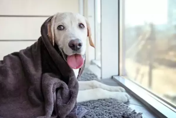 犬の『知能』を調べる方法3選　ワンコのIQは人間でいうと何歳ぐらいなの？賢く育てるコツまで