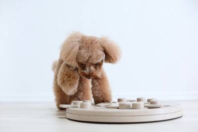 犬の『知能』を調べる方法3選　ワンコのIQは人間でいうと何歳ぐらいなの？賢く育てるコツまで