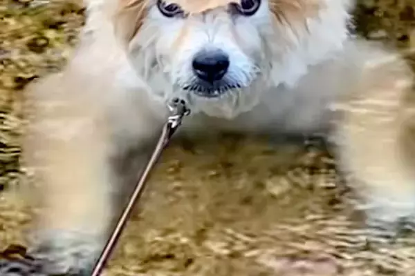 モフモフの犬が川で潜った結果→顔をあげたら、頭が…思わず二度見する『ワイルドすぎる光景』に爆笑「凛々しい顔」「カツラみたいで面白いｗ」