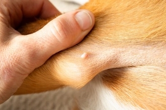 犬の体に『しこり』を見つけたらどうすべき？考えられる病気や受診のサインまで