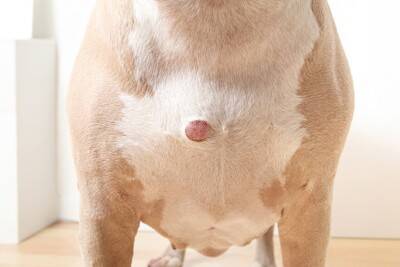 犬の体に『しこり』を見つけたらどうすべき？考えられる病気や受診のサインまで