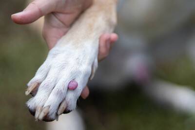 犬の体に『しこり』を見つけたらどうすべき？考えられる病気や受診のサインまで