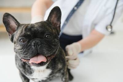 犬の体に『しこり』を見つけたらどうすべき？考えられる病気や受診のサインまで