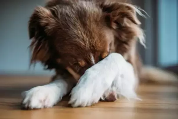 犬の目を『じーっと見つめてはいけない』3つの理由　愛犬とアイコンタクトをとるメリット・デメリットまでご紹介