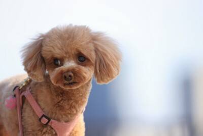 犬の目を『じーっと見つめてはいけない』3つの理由　愛犬とアイコンタクトをとるメリット・デメリットまでご紹介