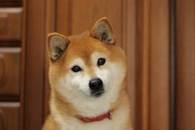 犬の目を『じーっと見つめてはいけない』3つの理由　愛犬とアイコンタクトをとるメリット・デメリットまでご紹介