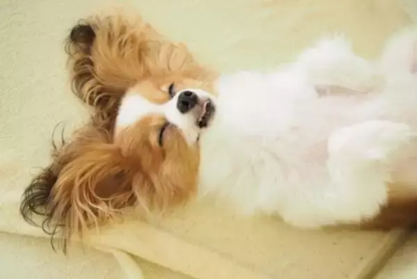 犬が『幸せだな』と思うのはどんなとき？愛犬が嬉しいと感じているサインや幸福度を高める方法まで