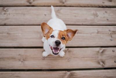 犬が『幸せだな』と思うのはどんなとき？愛犬が嬉しいと感じているサインや幸福度を高める方法まで