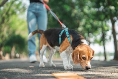 犬が『幸せだな』と思うのはどんなとき？愛犬が嬉しいと感じているサインや幸福度を高める方法まで