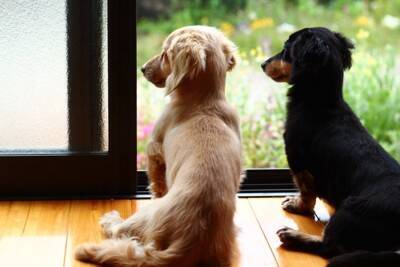 『留守番が苦手な犬』の共通点5選　不安を感じさせないためにはどうしたらいいの？孤独を解消する方法まで