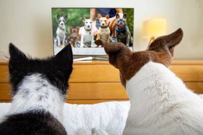 『留守番が苦手な犬』の共通点5選　不安を感じさせないためにはどうしたらいいの？孤独を解消する方法まで