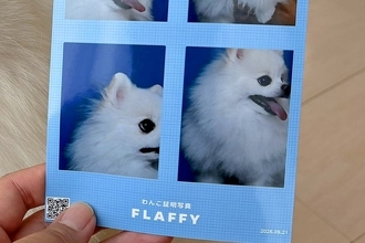 『犬の証明写真』を撮影した結果→大失敗したかと思ったら、隣で…思わずツッコんでしまう光景に3万いいね「やれますって顔ｗ」「違う、今じゃない」