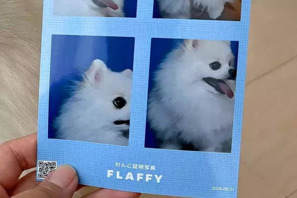 『犬の証明写真』を撮影した結果→大失敗したかと思ったら、隣で…思わずツッコんでしまう光景に3万いいね「やれますって顔ｗ」「違う、今じゃない」