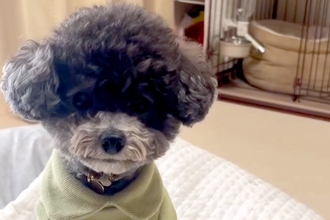 犬と『ハウスの練習』をした結果→なぜか別の場所に行ってしまい…可愛すぎる『失敗の光景』にほっこり　思っていたのと違う微笑ましい行動