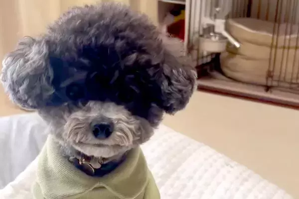 犬と『ハウスの練習』をした結果→なぜか別の場所に行ってしまい…可愛すぎる『失敗の光景』にほっこり　思っていたのと違う微笑ましい行動