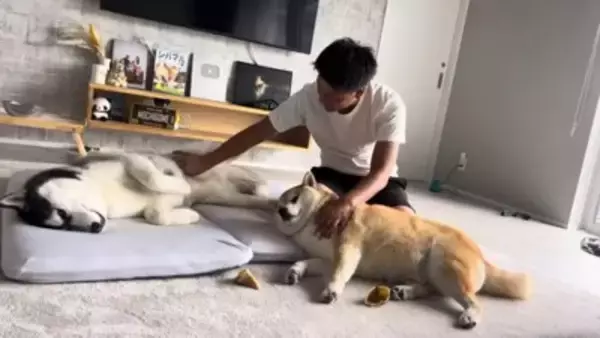 犬を説教した翌日、お散歩にいった結果…反省したかと思いきや『まさかの光景』が42万再生「確信犯で草」「ぶれないマイペースｗ」と爆笑の声