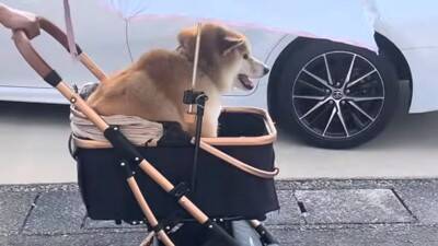 犬を説教した翌日、お散歩にいった結果…反省したかと思いきや『まさかの光景』が42万再生「確信犯で草」「ぶれないマイペースｗ」と爆笑の声