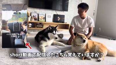 犬を説教した翌日、お散歩にいった結果…反省したかと思いきや『まさかの光景』が42万再生「確信犯で草」「ぶれないマイペースｗ」と爆笑の声