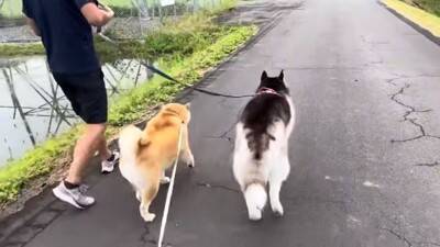 犬を説教した翌日、お散歩にいった結果…反省したかと思いきや『まさかの光景』が42万再生「確信犯で草」「ぶれないマイペースｗ」と爆笑の声