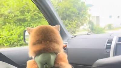 犬を説教した翌日、お散歩にいった結果…反省したかと思いきや『まさかの光景』が42万再生「確信犯で草」「ぶれないマイペースｗ」と爆笑の声