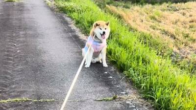 犬を説教した翌日、お散歩にいった結果…反省したかと思いきや『まさかの光景』が42万再生「確信犯で草」「ぶれないマイペースｗ」と爆笑の声