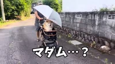 犬を説教した翌日、お散歩にいった結果…反省したかと思いきや『まさかの光景』が42万再生「確信犯で草」「ぶれないマイペースｗ」と爆笑の声