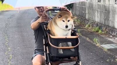 犬を説教した翌日、お散歩にいった結果…反省したかと思いきや『まさかの光景』が42万再生「確信犯で草」「ぶれないマイペースｗ」と爆笑の声