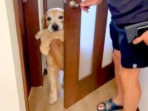 食事のため外出→1時間だけ『大型犬にお留守番してもらった』結果…可愛すぎる『寂しかったアピール』が15万再生「喜び凄い」「羨ましい」