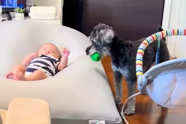 寝転がる赤ちゃんに『ボールを投げて』とお願いをする犬→頑張って渡したら…切なくて愛おしい結末がSNSで話題に「可愛いｗ」「成長が楽しみ」