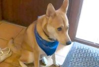 外食へ行くため、犬に『お留守番』を頼んだ結果→玄関で…愛おしい拒否と『帰宅時の熱烈歓迎』に反響「健気でかわいい」「一緒に行きたいね」