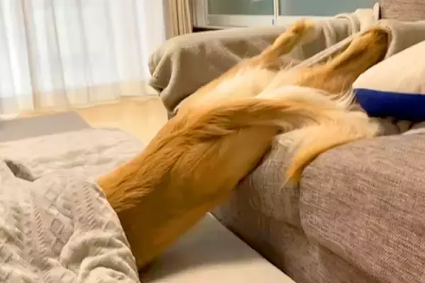 ソファからこたつに移動する大型犬→まるで人間のような『横着しすぎている動き』に爆笑と共感の声「見たことないｗ」「溶けてる」と98万再生