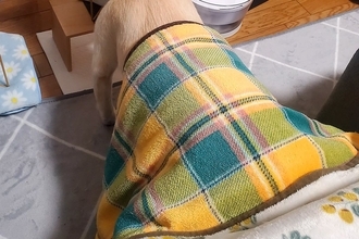 寒い日、こたつに入った犬に『ご飯をあげた』結果→横着しすぎている『人間のような光景』に1万いいね「怠惰の極み」「究極の食事スタイルで草」